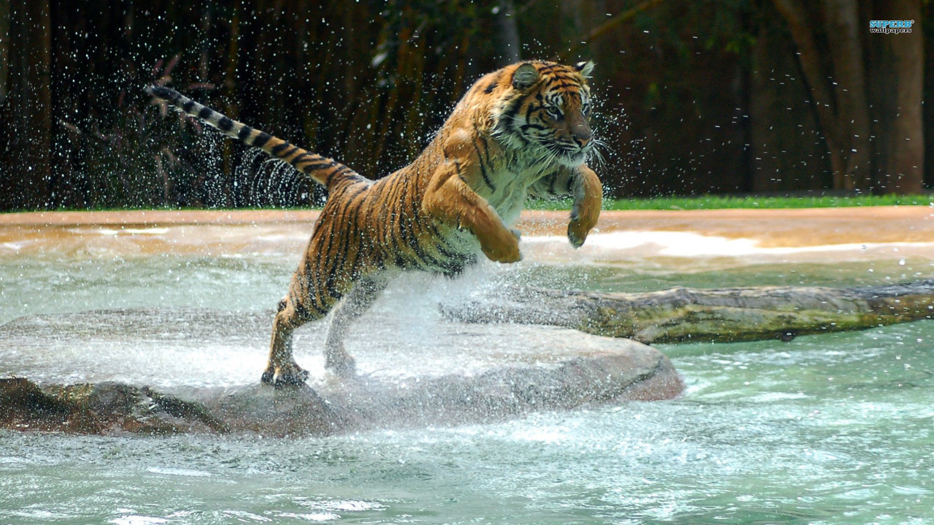Water Animals Wallpaper Tigers Jumping