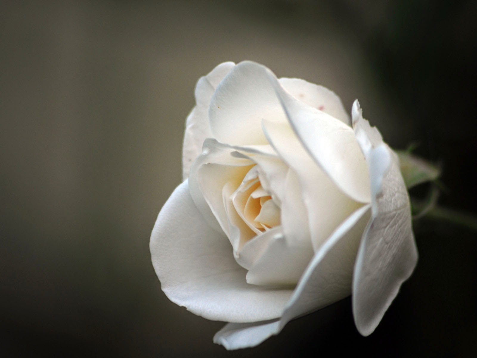 wallpapers White Rose Wallpapers