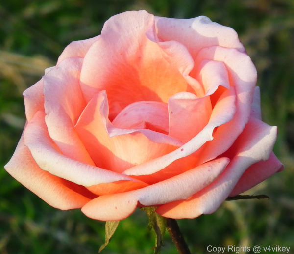 Atlantic Star Floribunda Rose Flower Wallpaper Tadka