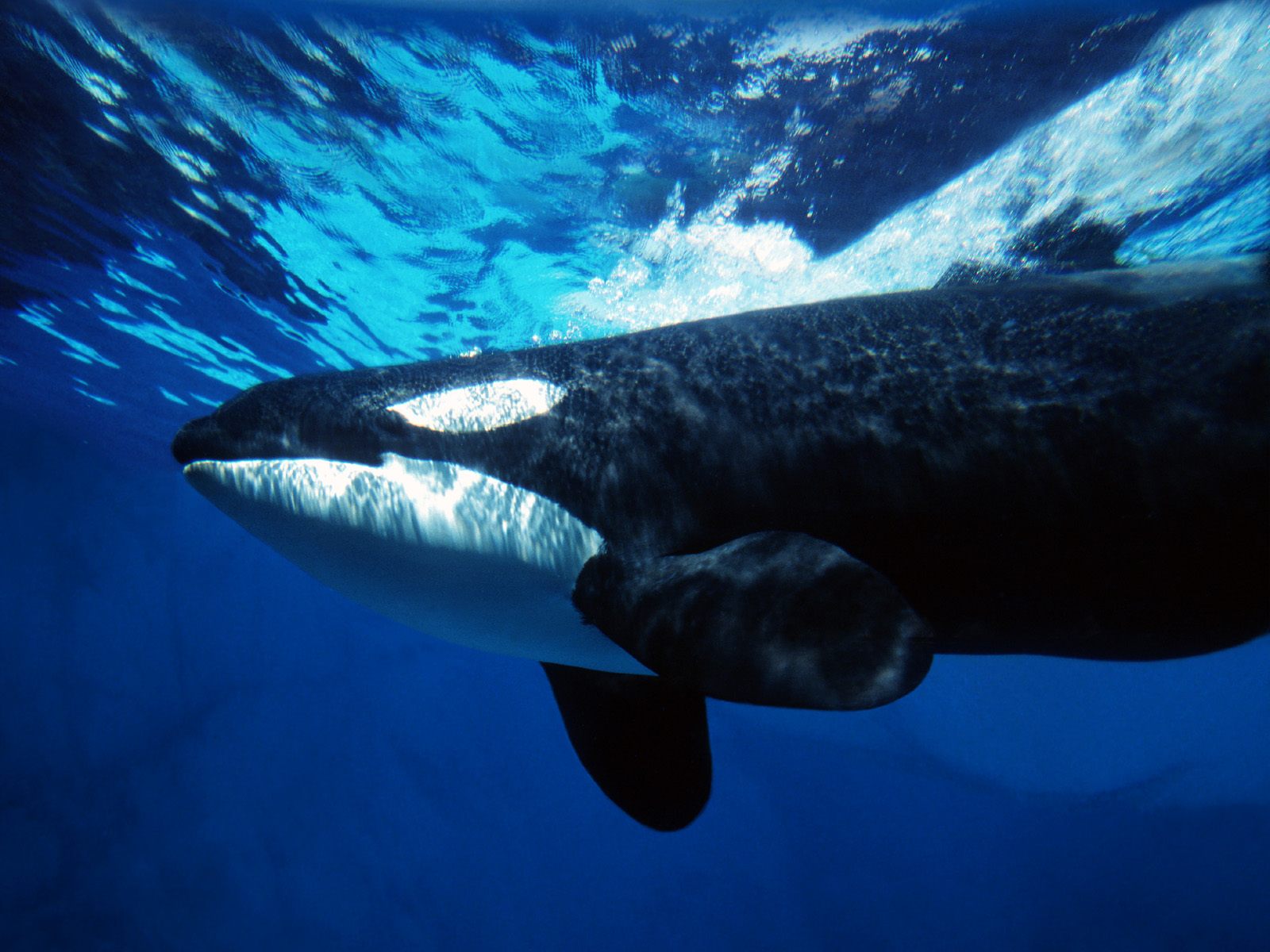 Ocean Life Wallpaper Orca Whale Underwater
