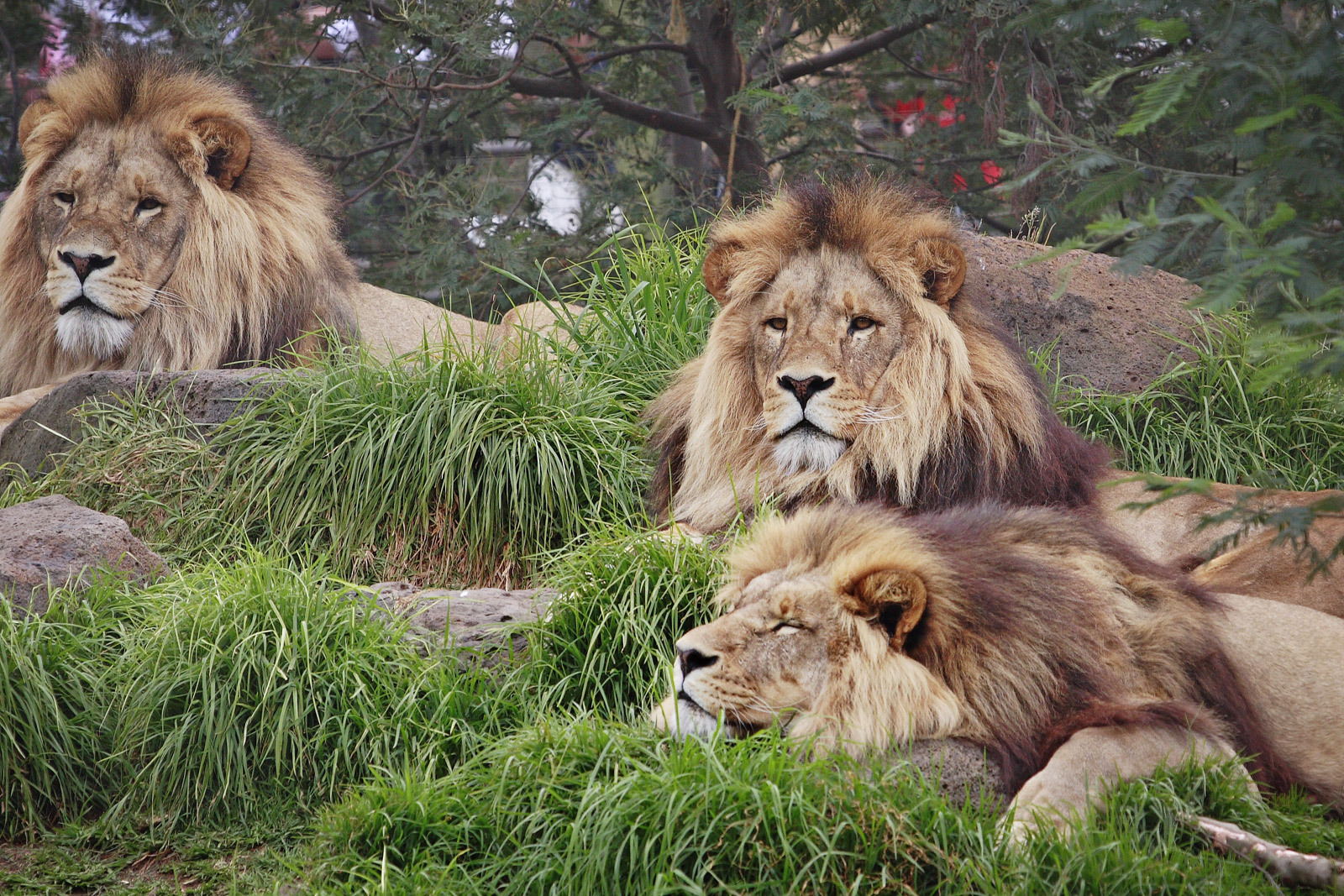 Lion Wallpaper The Animal Kingdom Photo