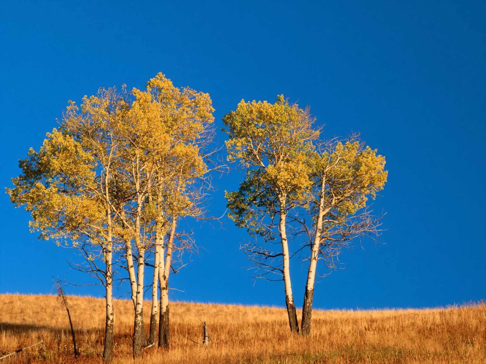 Autumn Aspen Trees Nature Wallpaper 3d