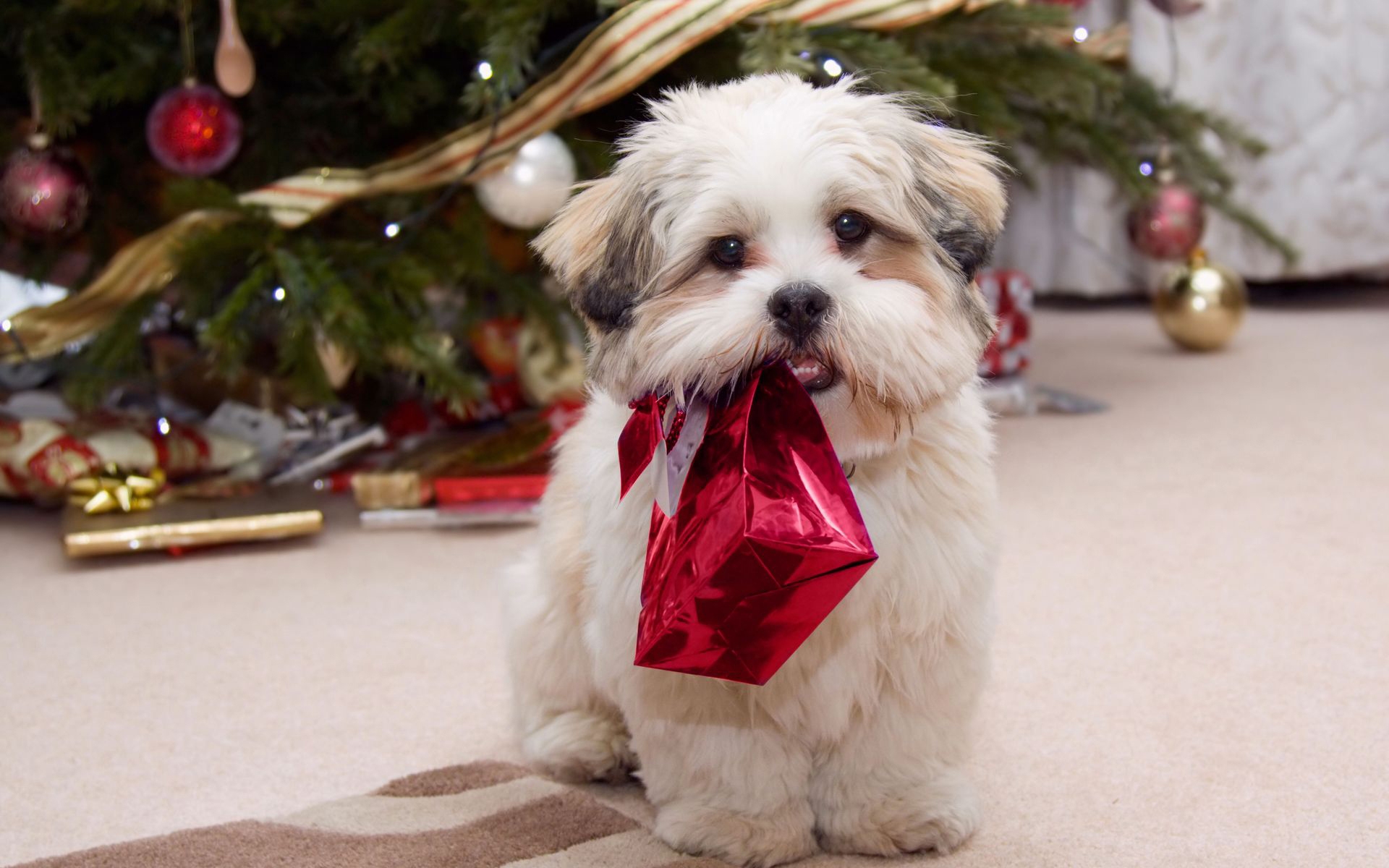 Shih Tzu Puppy For Christmas Wallpaper And Image
