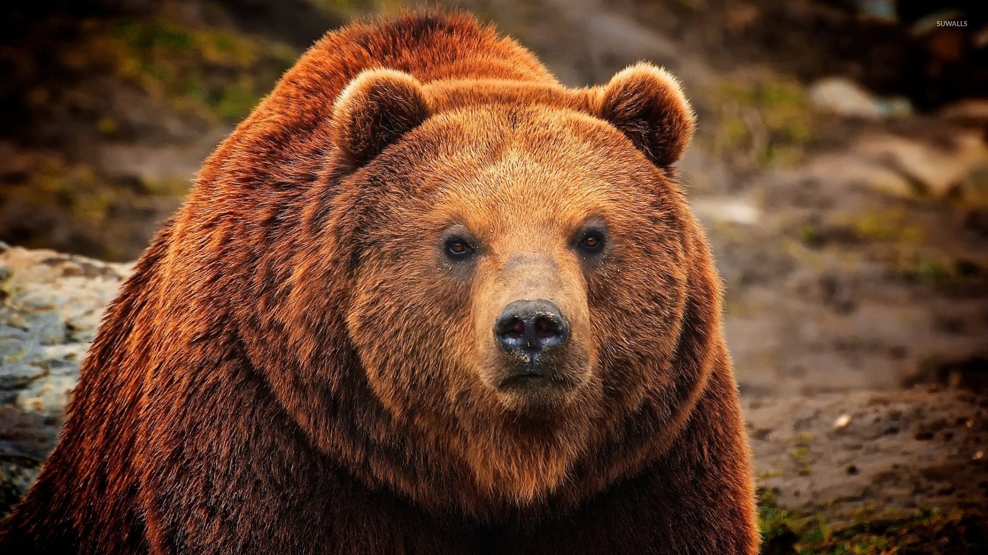 Grizzly Bear Wallpaper Animal