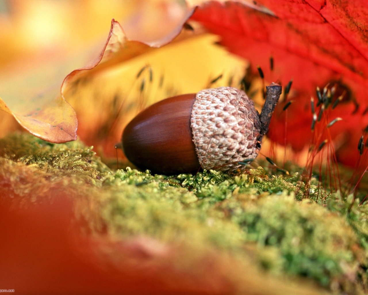 Wallpaper Acorn Leaves Fall HD Background