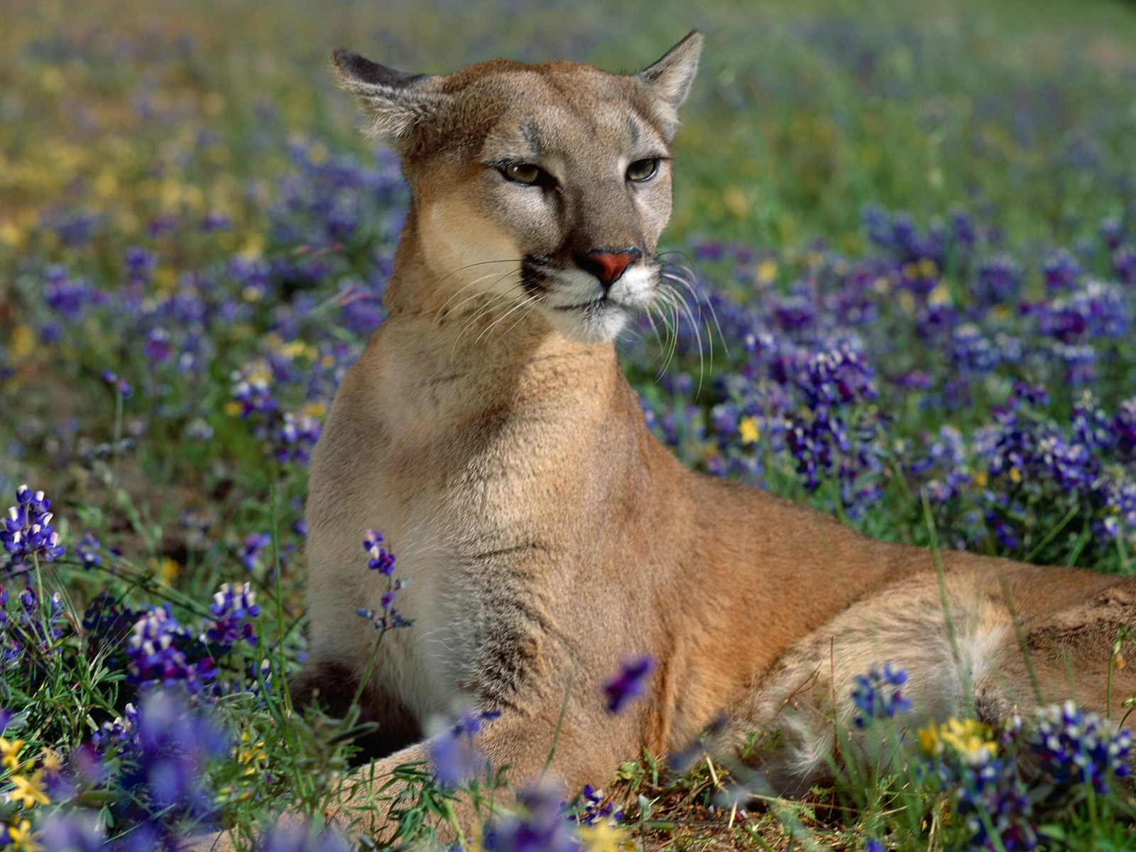 Mac Desktop Wallpaper HD Cougar Cute Animal Pictures