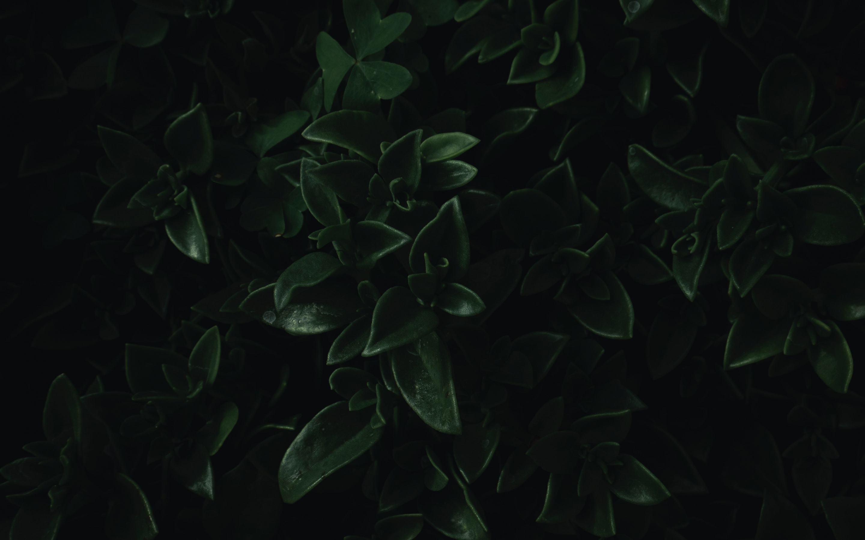 Wallpaper Green Leaves Close Up Dark