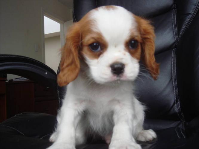 Cavalier King Charles Spaniel Puppy Pictures