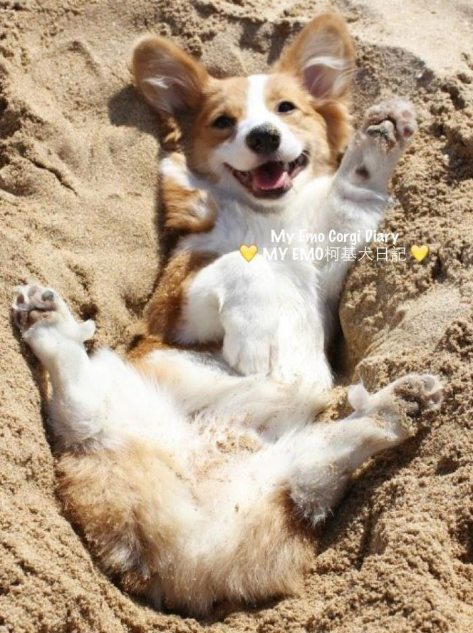 Such A Funny Dog Diary Korean Takes Pictures Of His Corgi