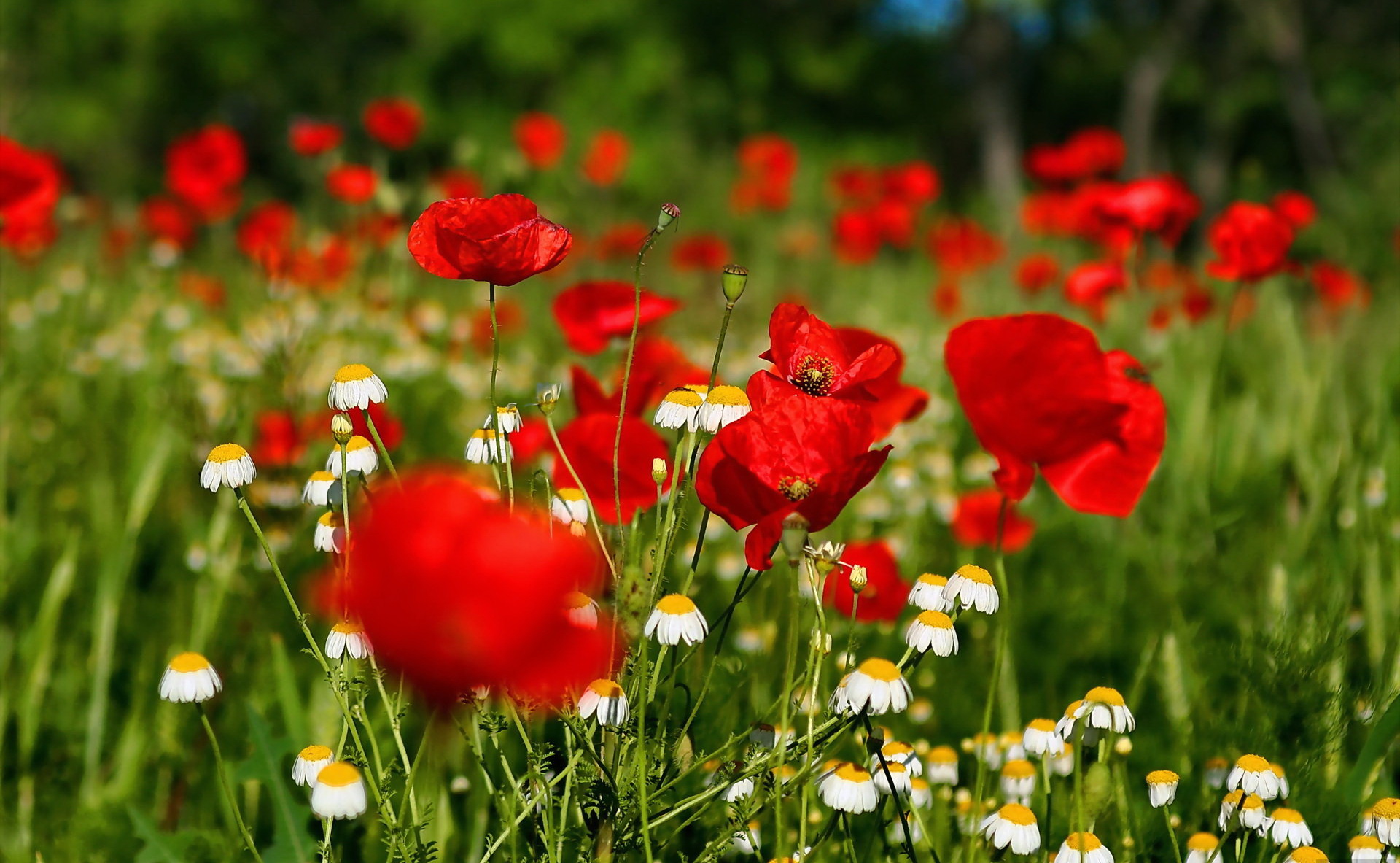 Field Of Flowers Wallpaper