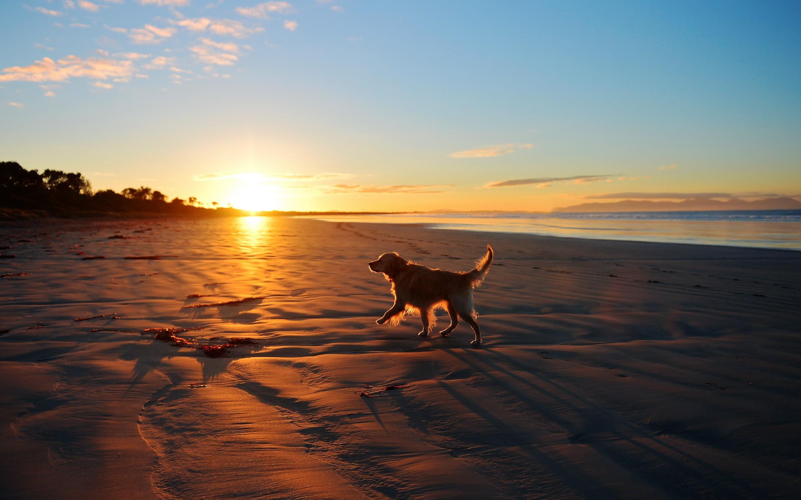 Sunrises And Sunsets Dogs Sky Sun Beach Retriever