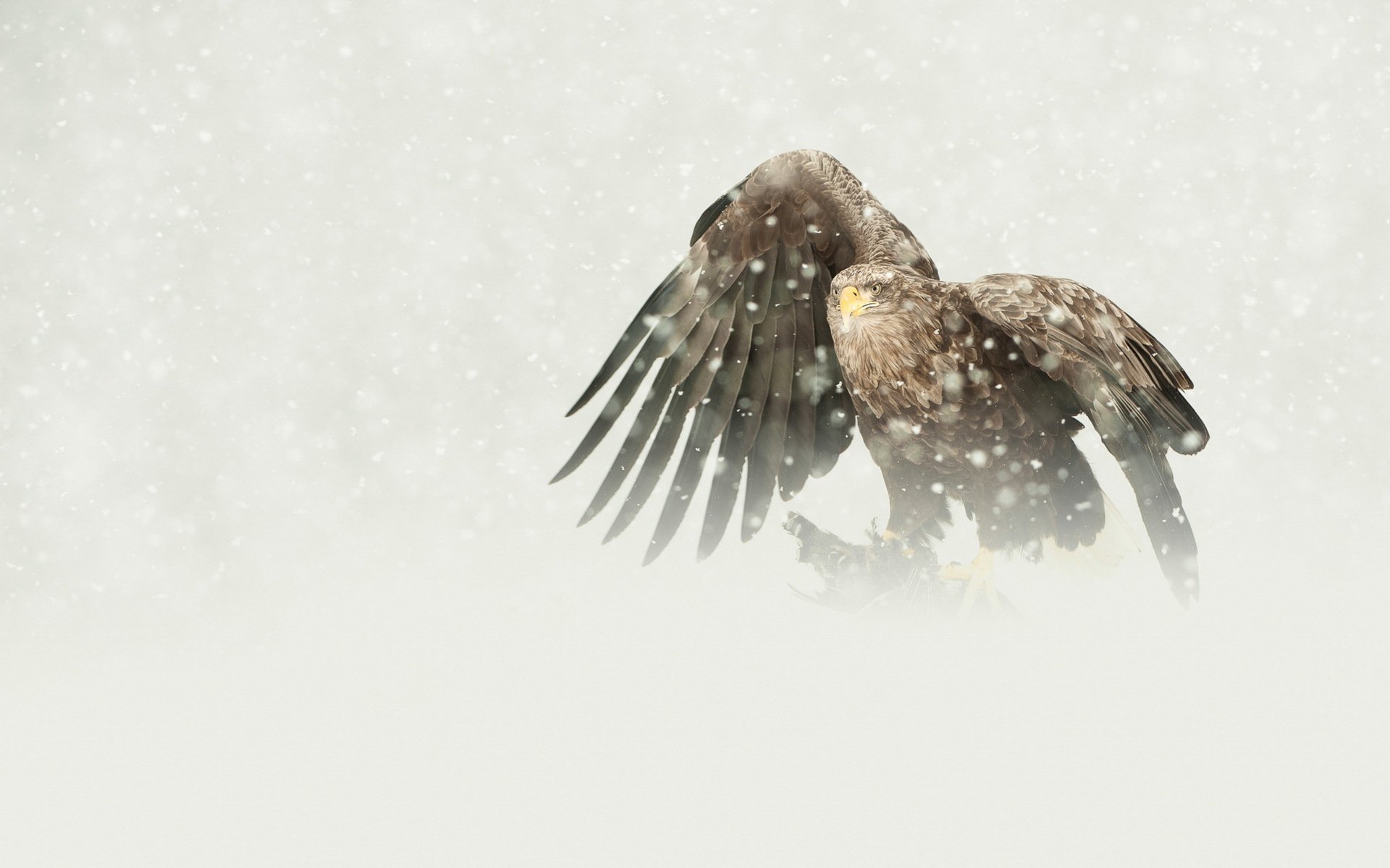 Bird Predator The Eagle White Tailed Mining Snow Winter