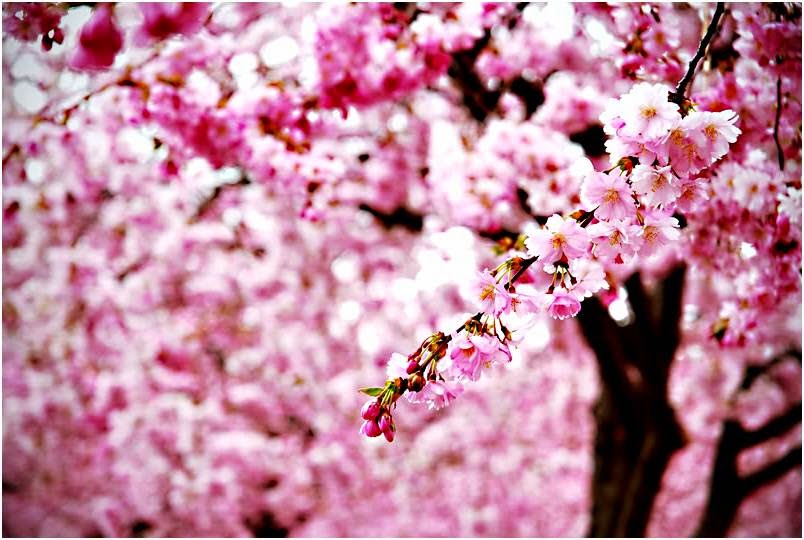 Gambar Wallpaper Bunga Sakura Jepang Cantik Kata Kata 2016 804x540