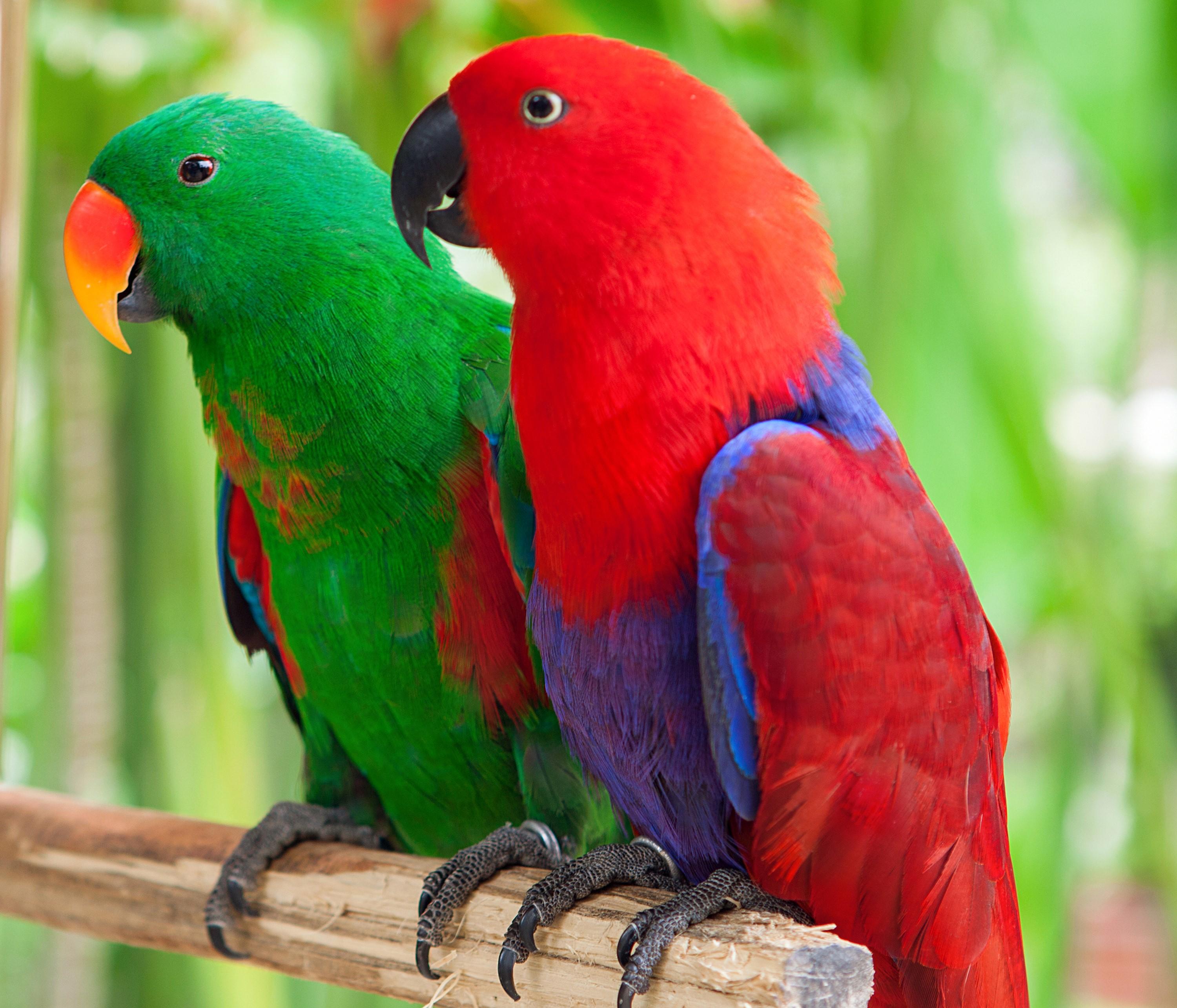 798973 Birds Parrots Two   Rare Gallery HD Wallpapers