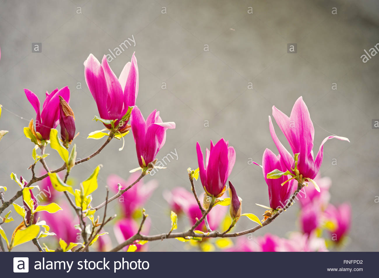 Spring Season Concept Blossoming Magnolia Branch With Purple