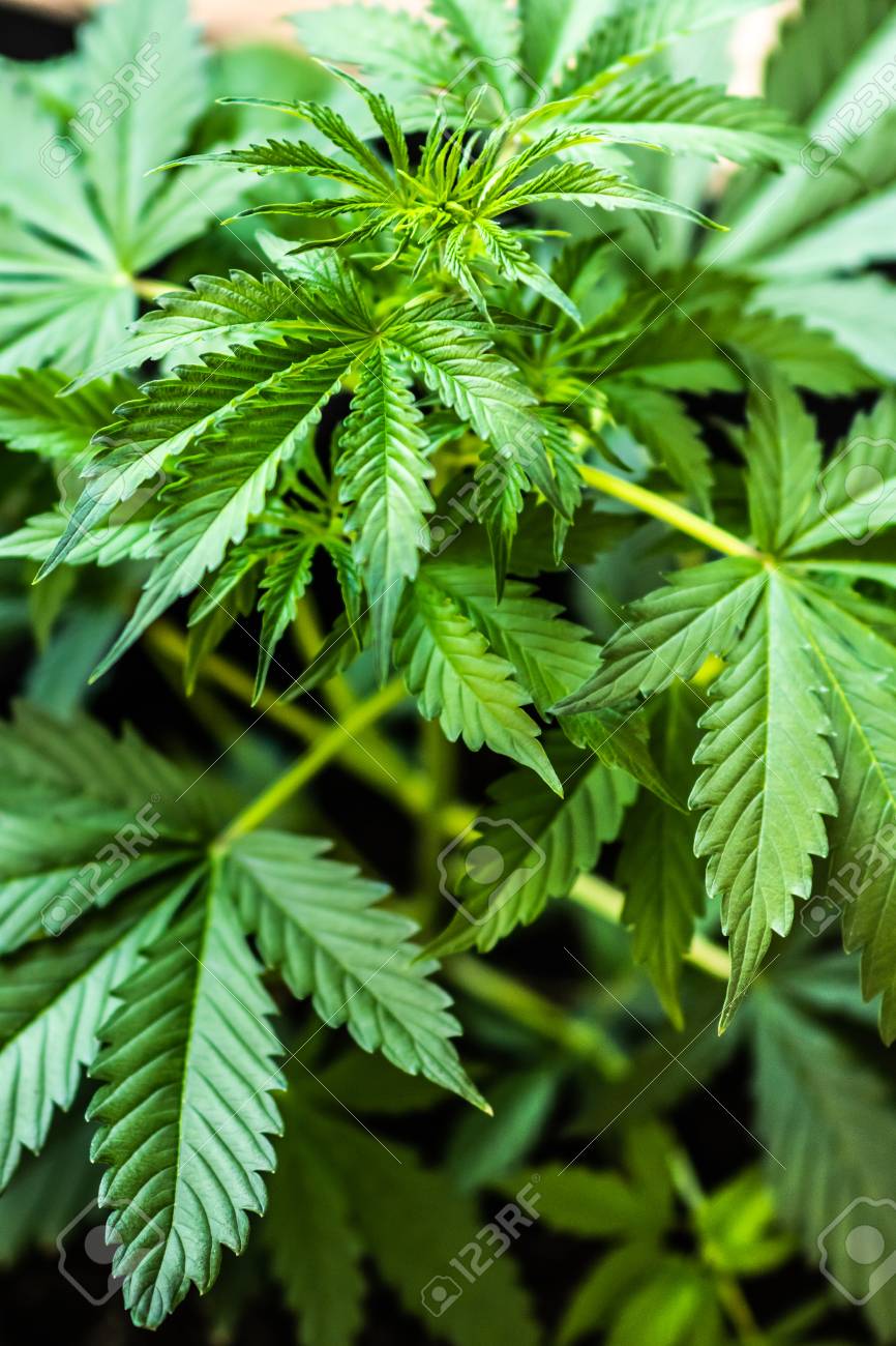 Marijuana Leaves Background Green Vegetation Plants