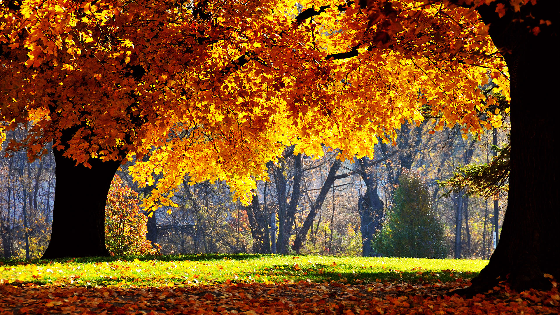 Autumn Tree Desktop Themes Wallpaper Image