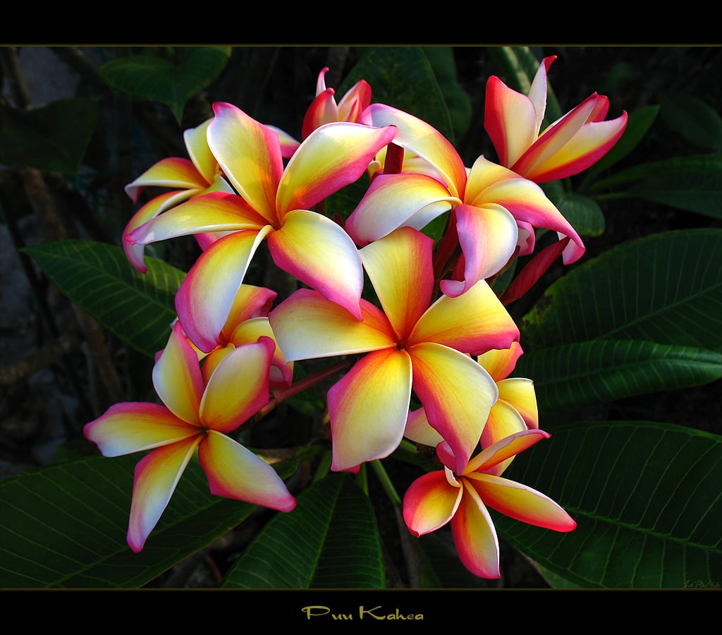 Hawaiian Flowers   The Plumeria Puu Kahea   a photo on Flickriver