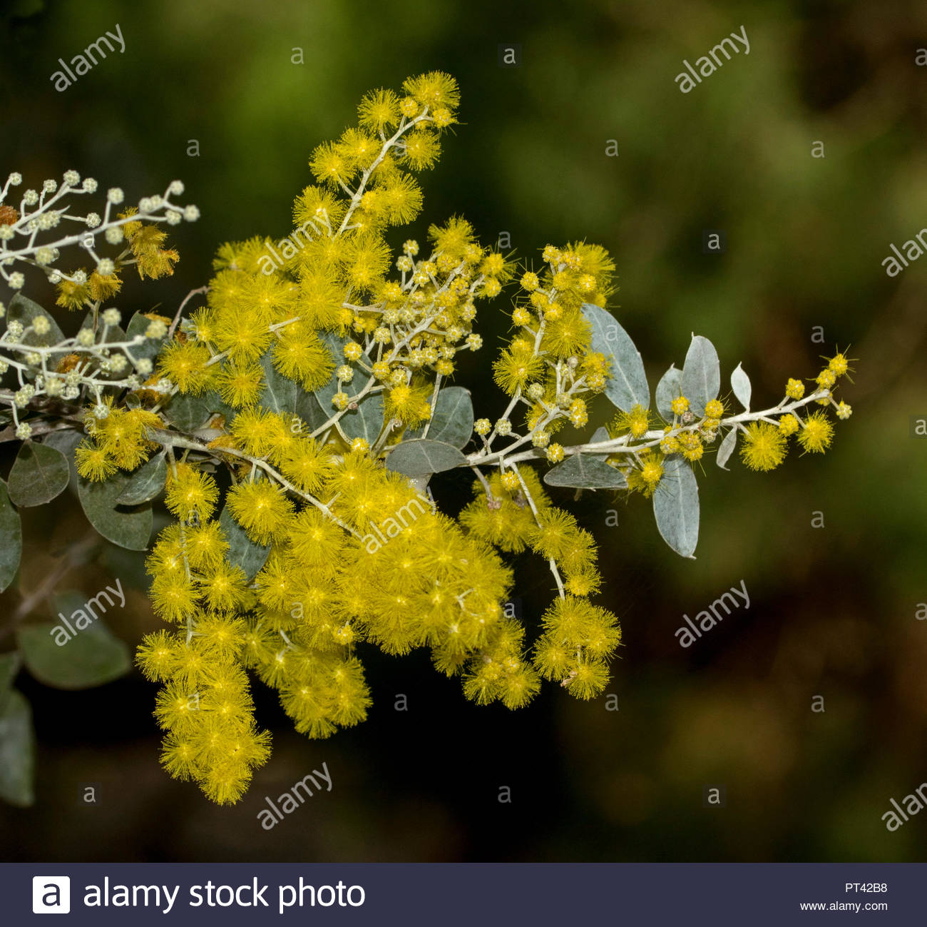 Free Download Australian Wildflowers Vivid Yellow Flowers Blue Grey Leaves Of 1300x1299 For Your Desktop Mobile Tablet Explore 23 Dk Background