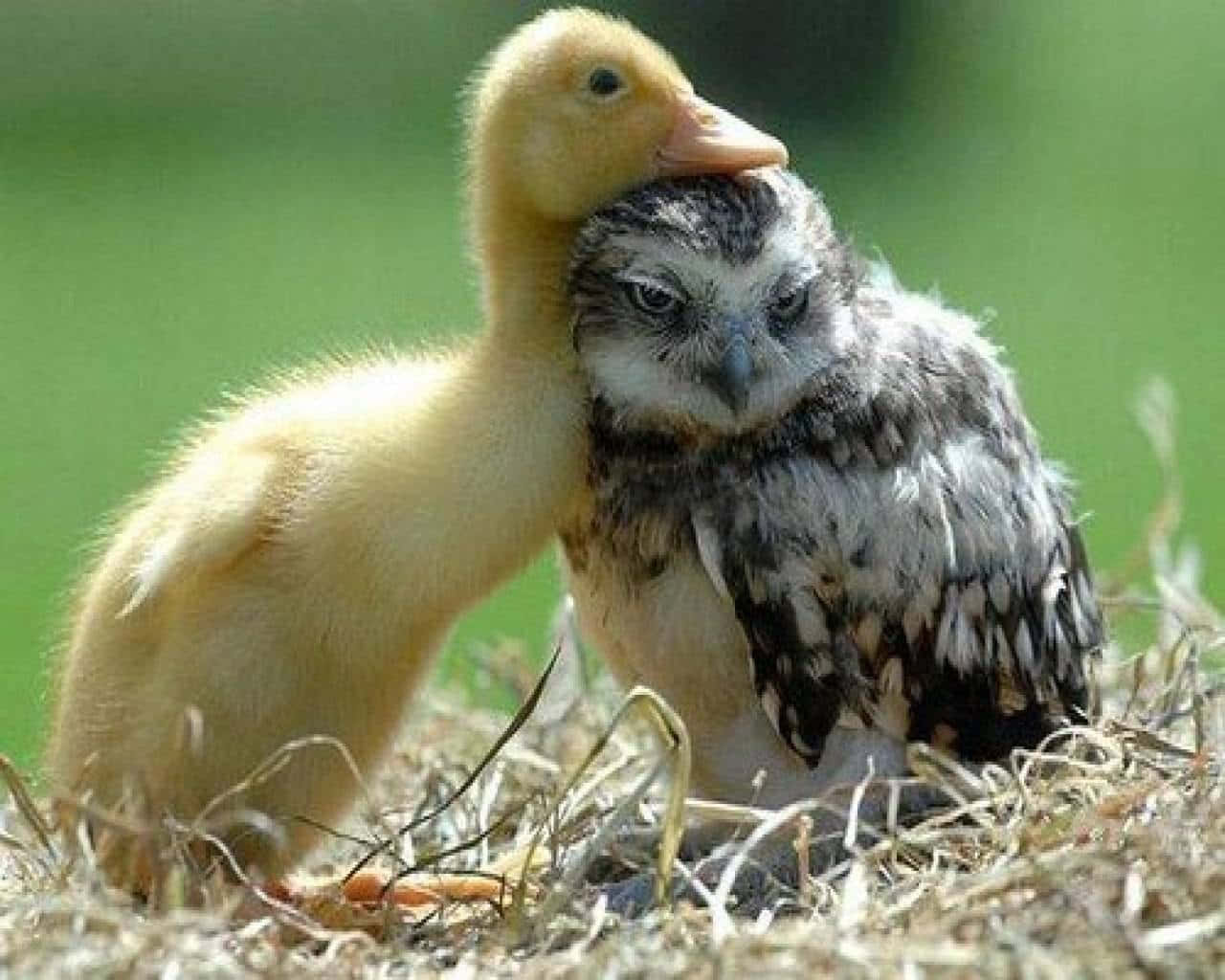 Baby Duck Background Wallpaper