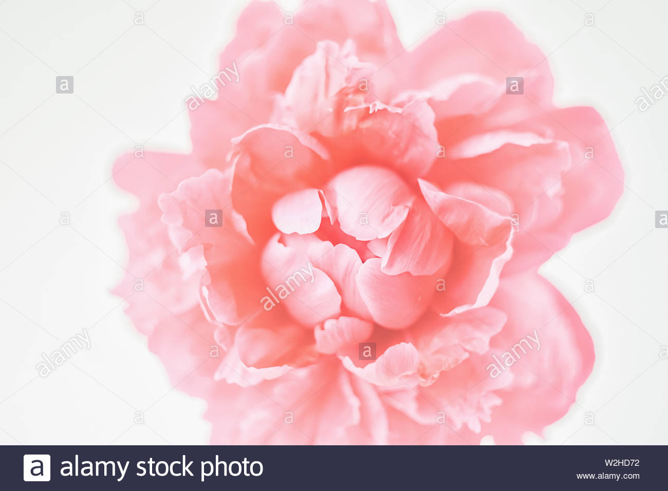 Peony Of Corral Color Close Up On A White Background Fresh
