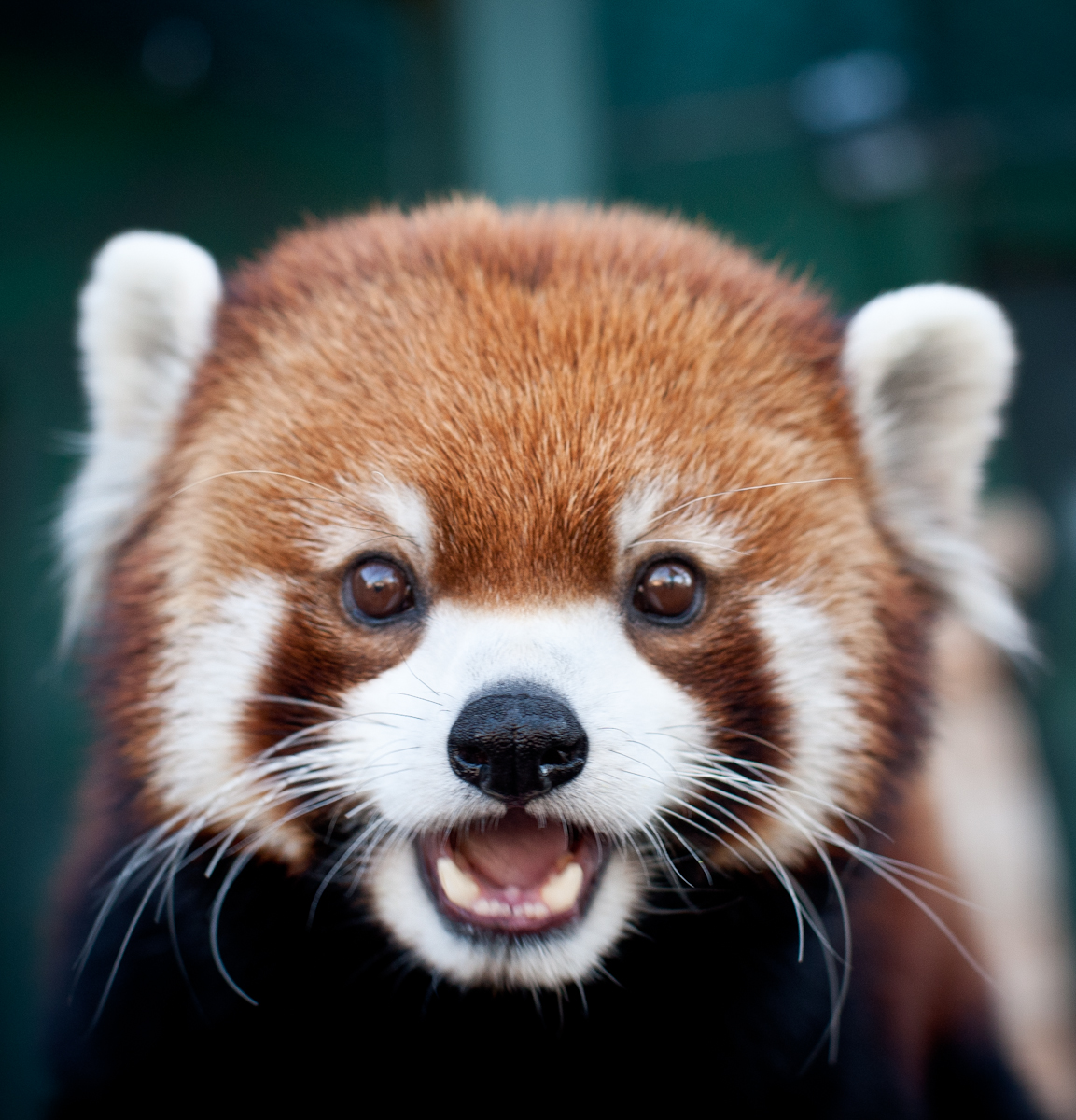 Red Panda Wallpaper Hd Cute