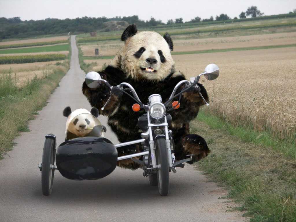 Tag Funny Panda Wallpaper Background Paos Image And Pictures For