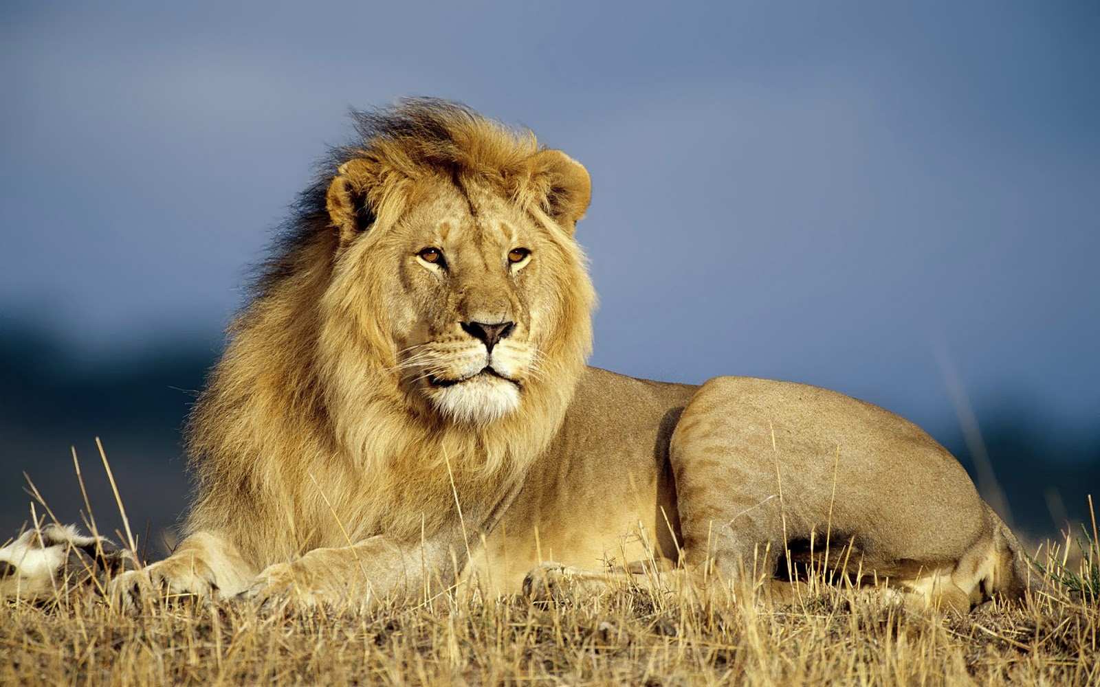 Majestic Male Lion Resting in the Savanna