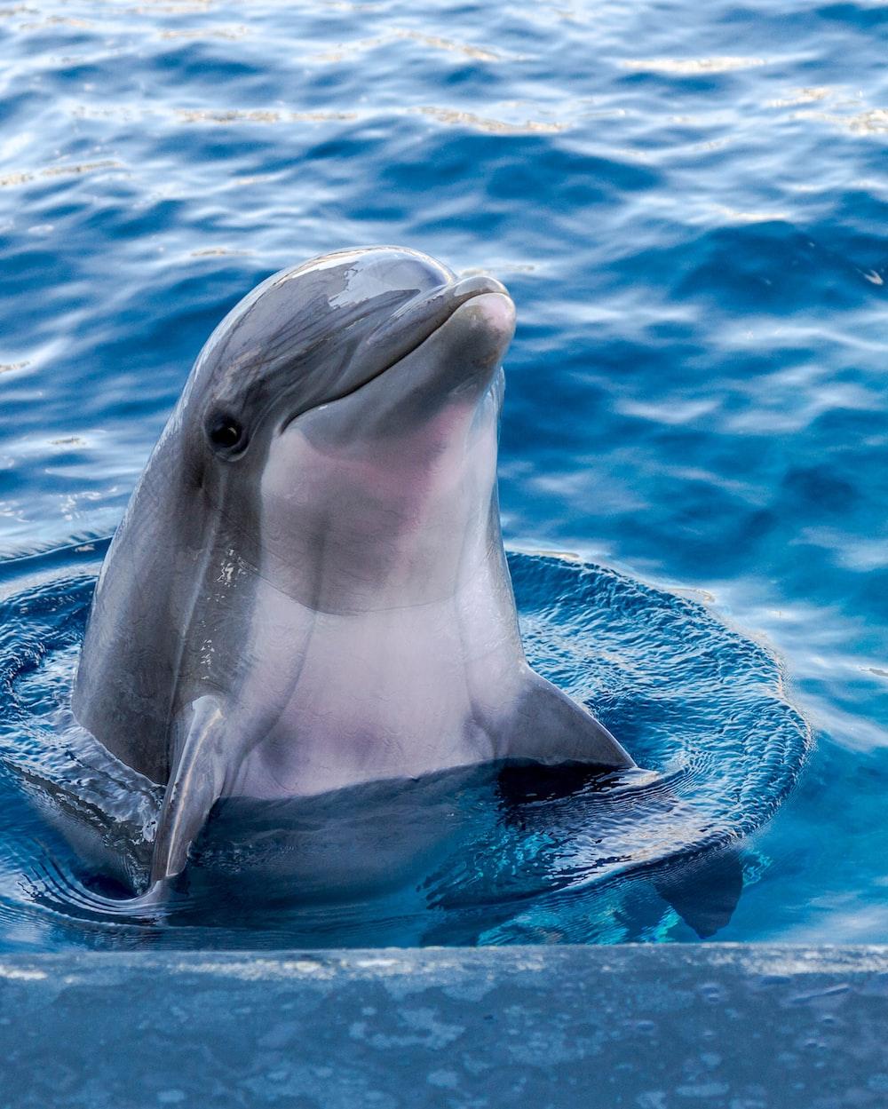 Dolphin Wallpaper HD Hq