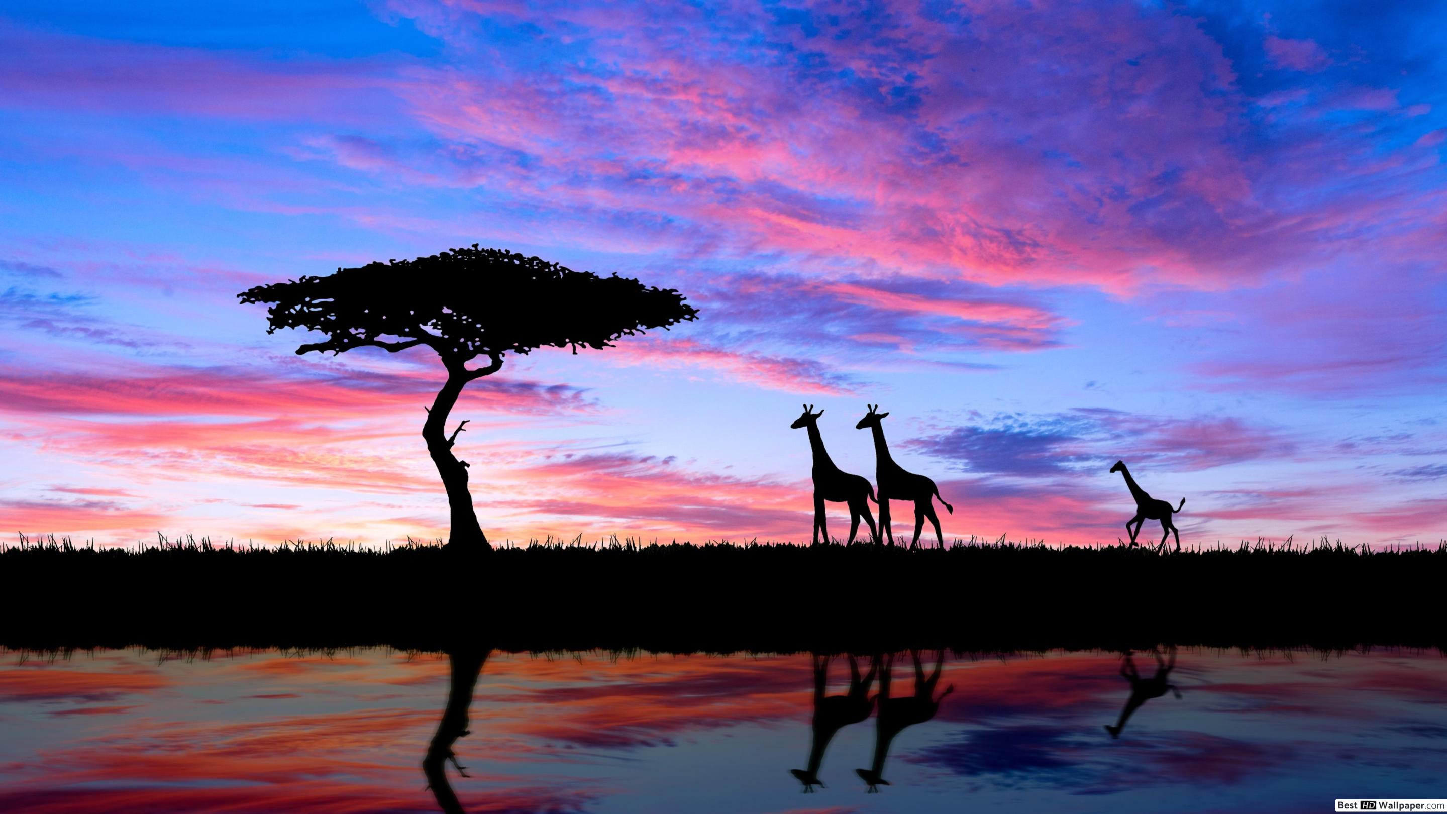 Savana Sunset And Giraffes HD Wallpaper