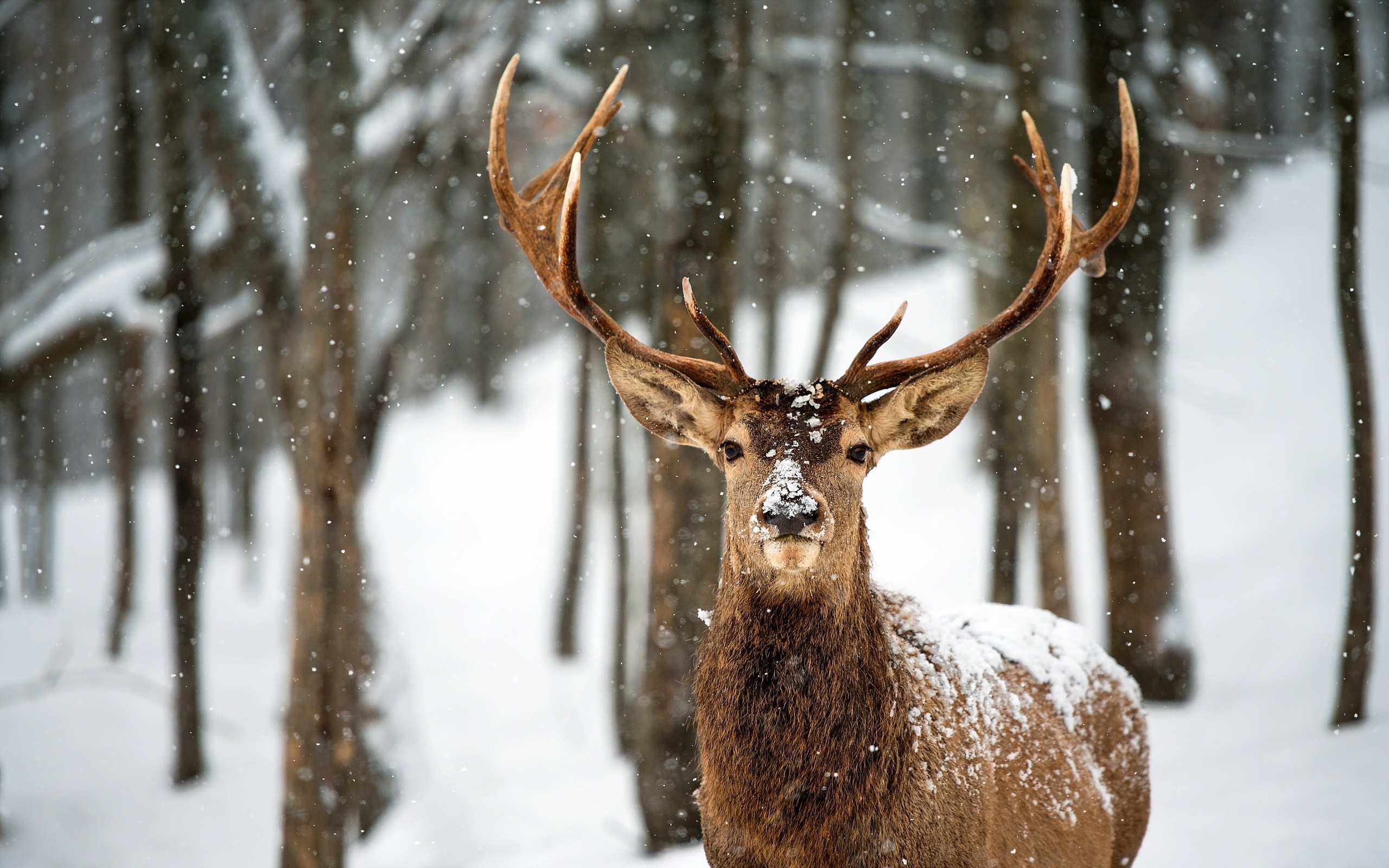 Deer Snow Trees Long Horns Animals