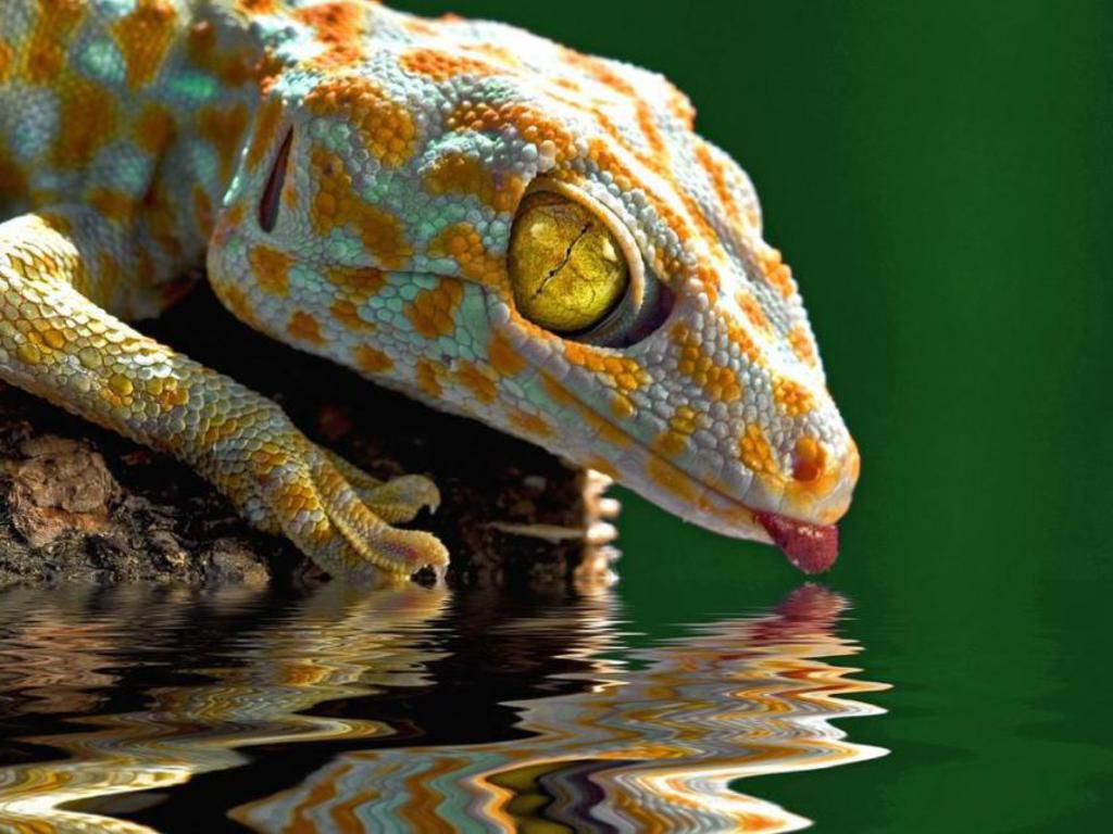 Gecko Drink Photography Wallpaper HD High Resolution
