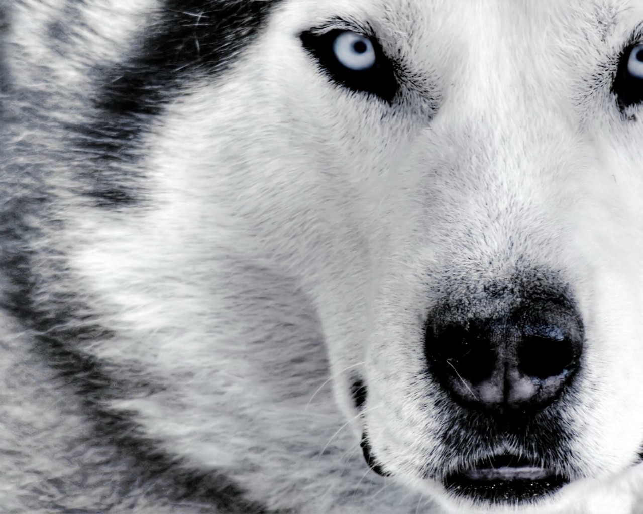 Siberian Husky Wolf HD Wallpaper In For