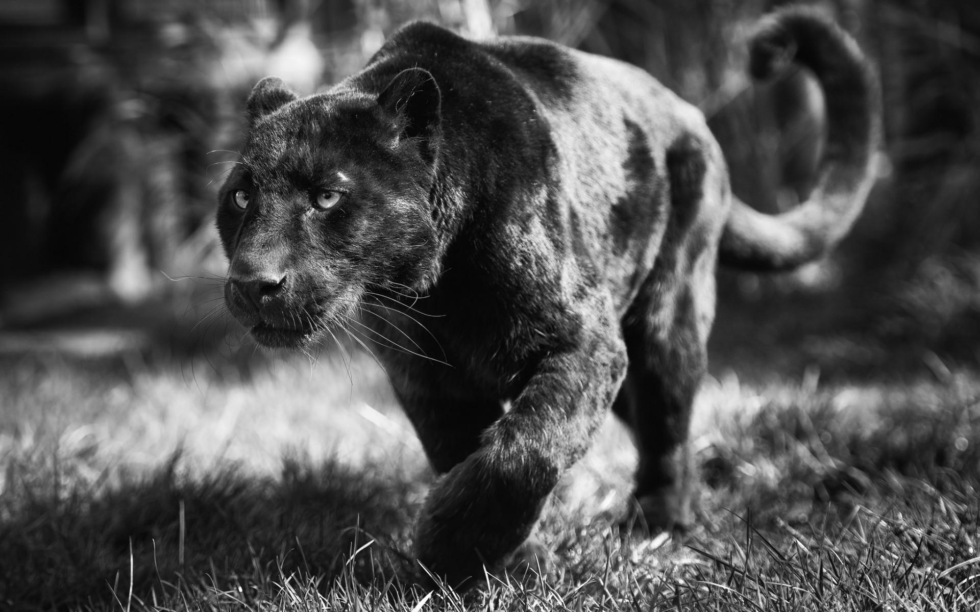 Black Panther Wallpaper