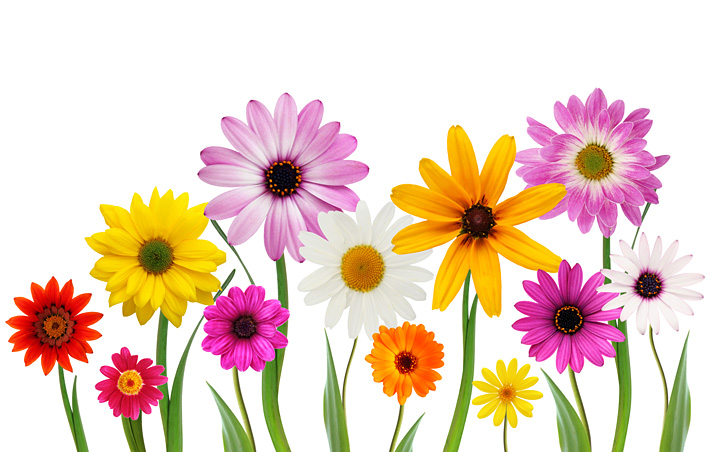 This Stock Photo Of Spring Flowers On A White Background By