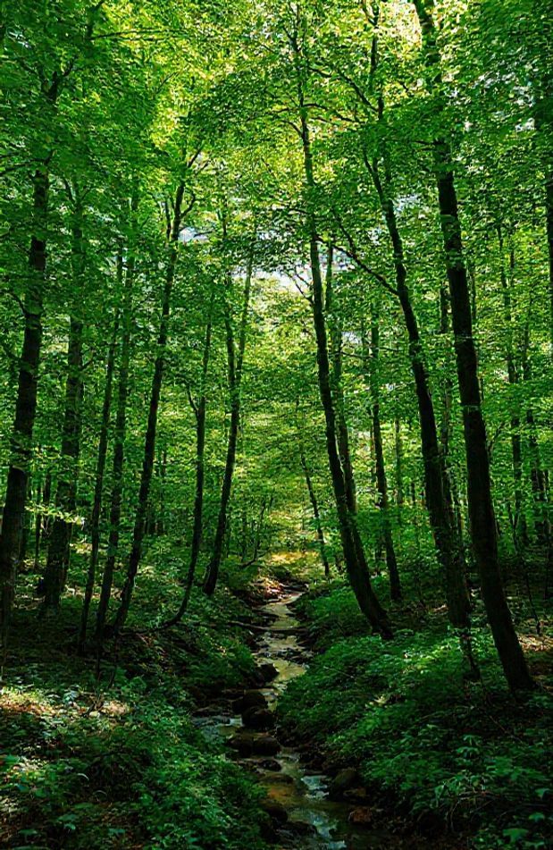 Nature Forest Wallpaper
