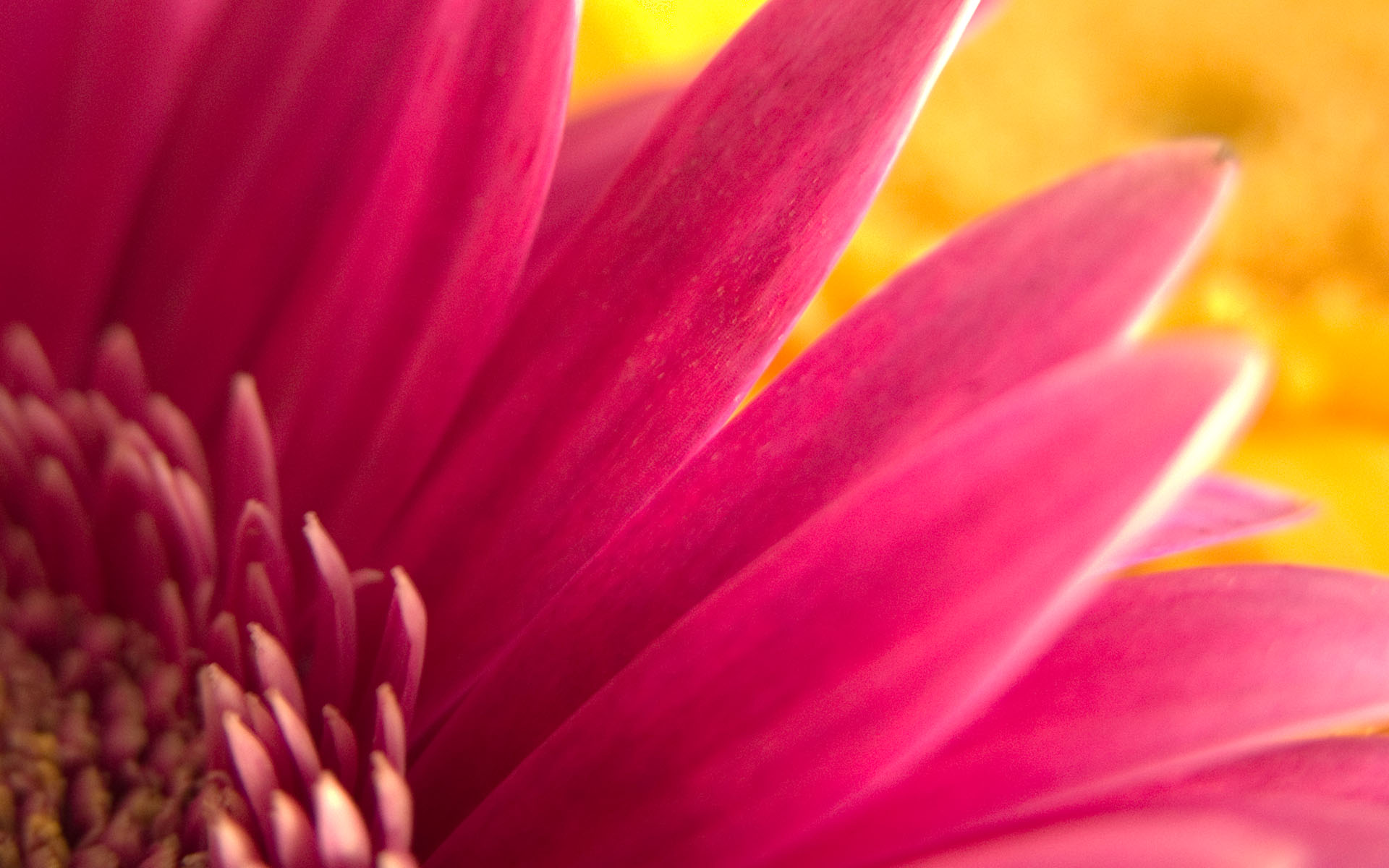 Flowers Close Up HD High Res Wallpaper Photo Of Phombo
