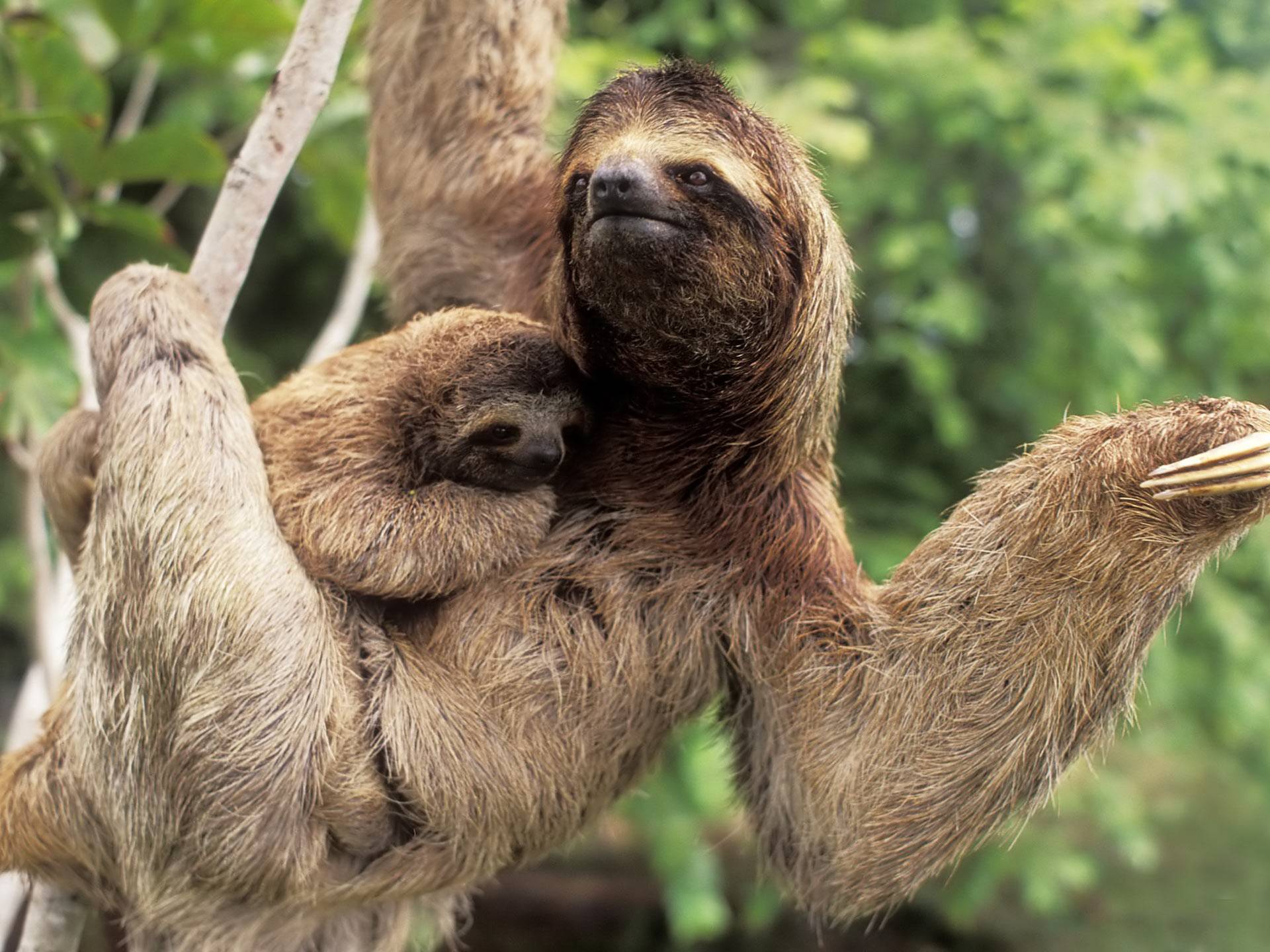 cute sloths to have as a wallpaper
