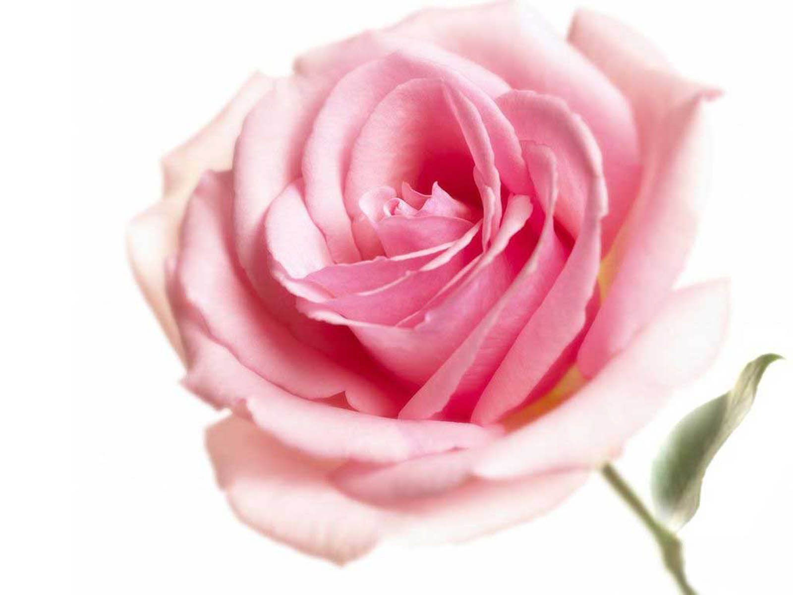 Wallpaper Pink Rose
