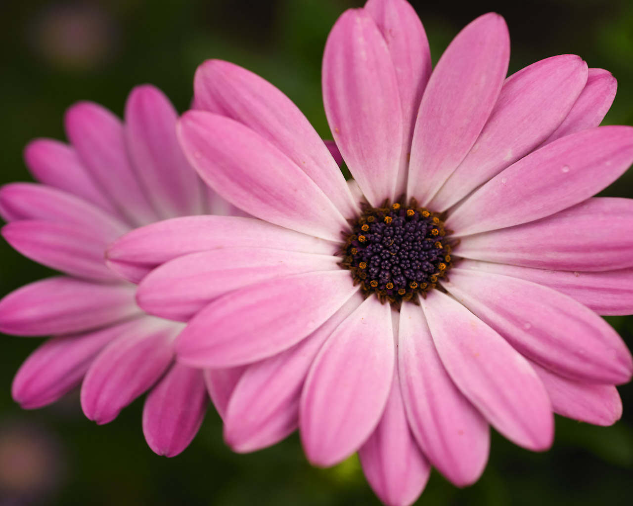 Close-up of a Vibrant Pink Osteospermum Flower