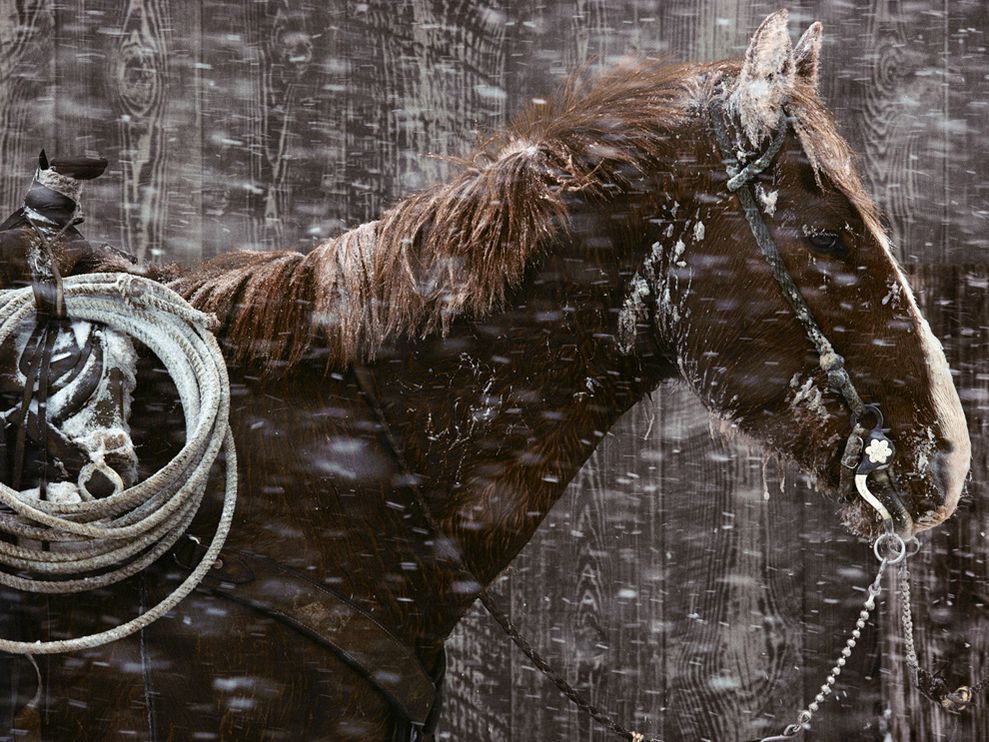 Padlock Ranch Horse Photo Montana Wallpaper National Geographic
