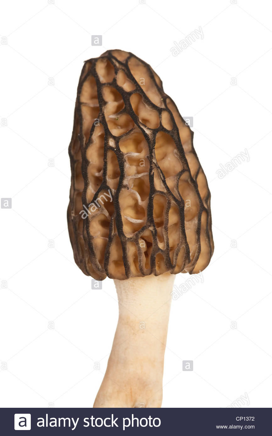 Big A Morel Mushroom On White Background Stock Photo