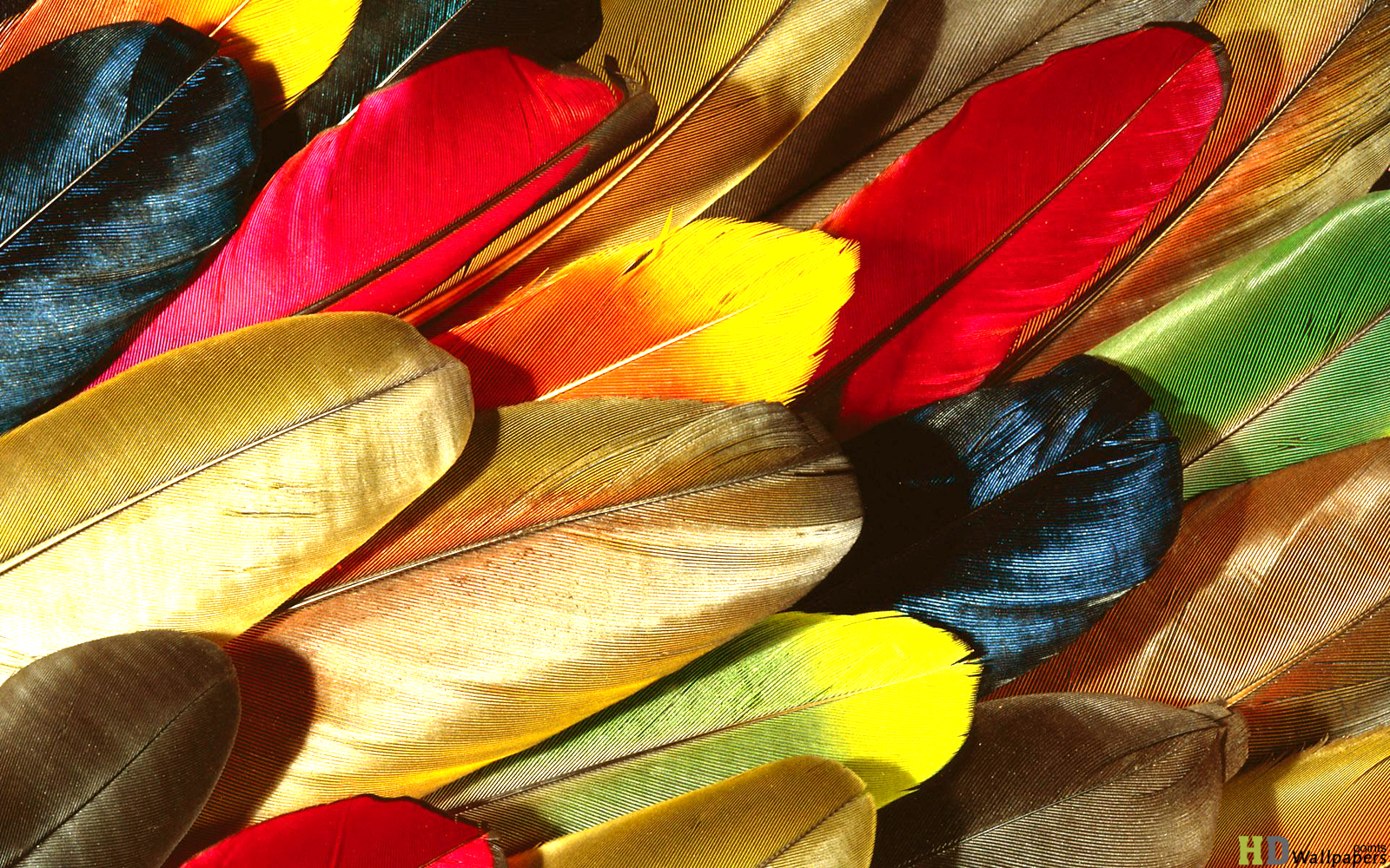 Feathers Parrot Computer Wallpapers HD Wallpaper 1600x1000
