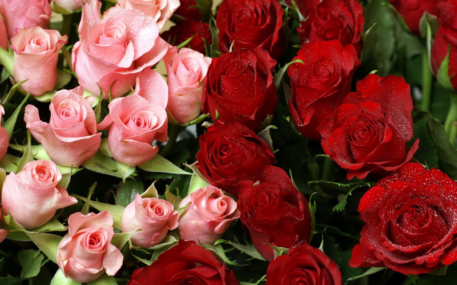 Pink Red Roses Bouquet HD Widescreen Flowers Wallpaper Full