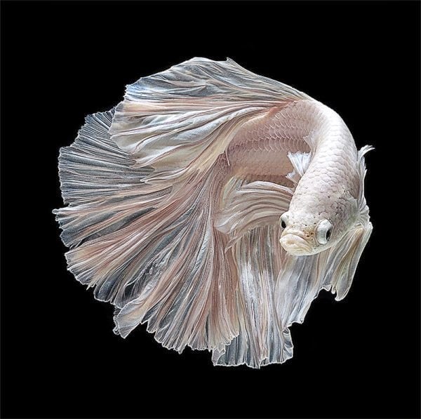 Betta Fish Photos Wallpaper The Fun Bank