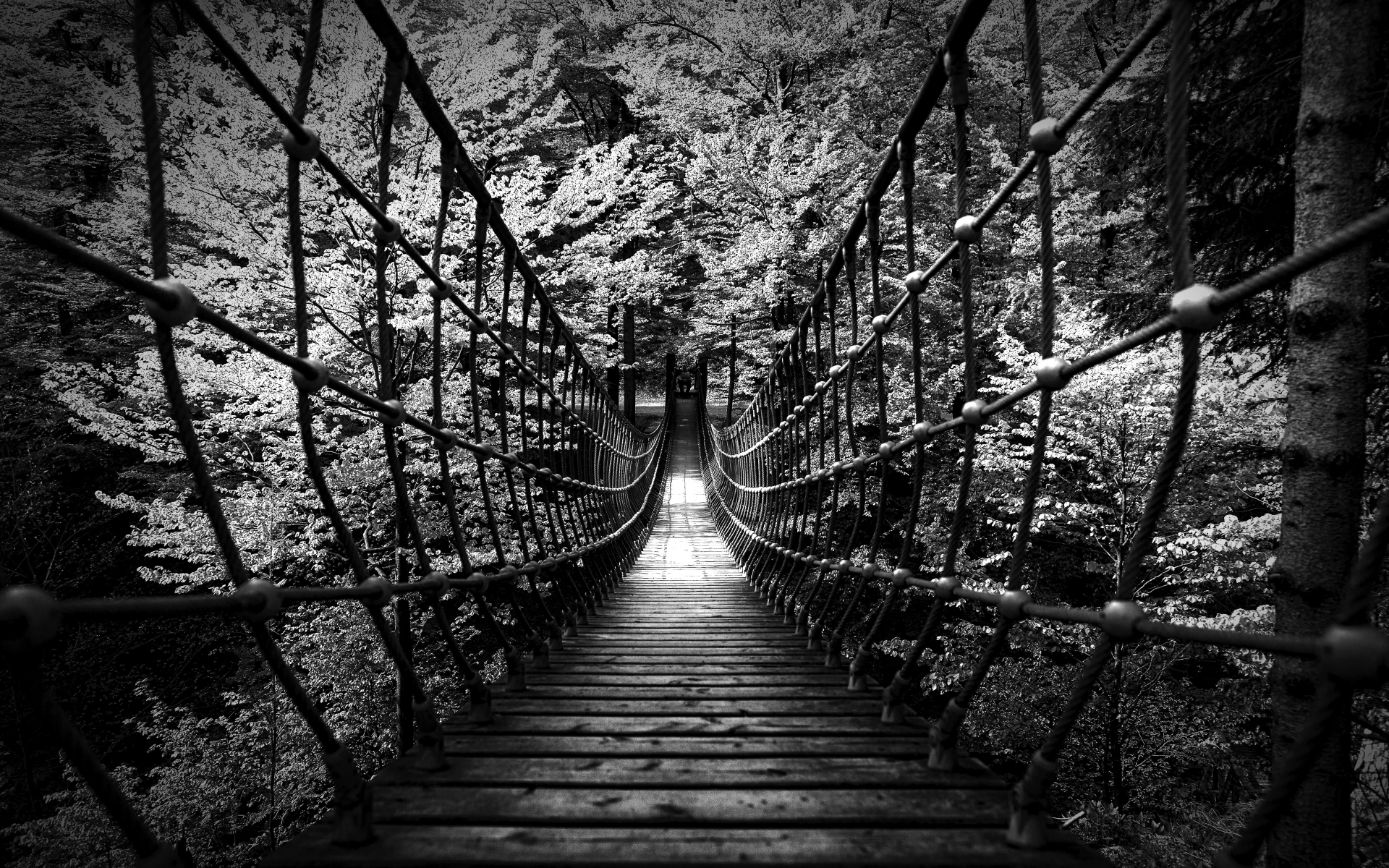 Black White B W Landscapes Nature Wood Rope Scary Bridges Trees Forest