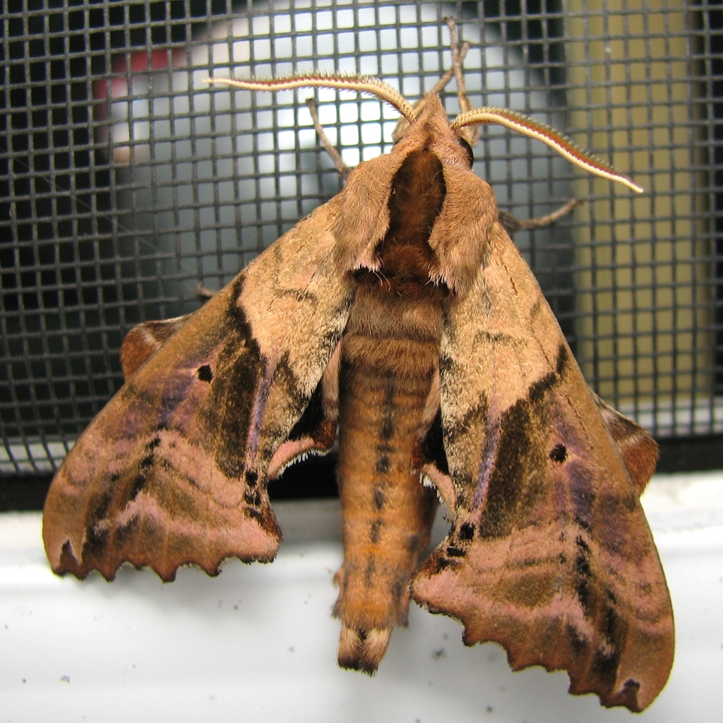 Blinded Sphinx Moth Moths And Butterflies Of North Carolina Wallpaper