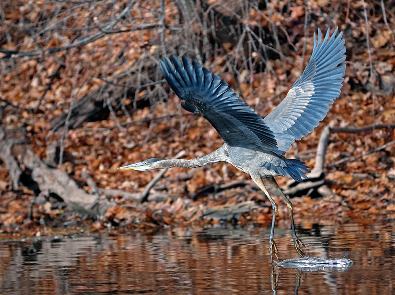 Herons Wallpaper Pictures Image Gallery
