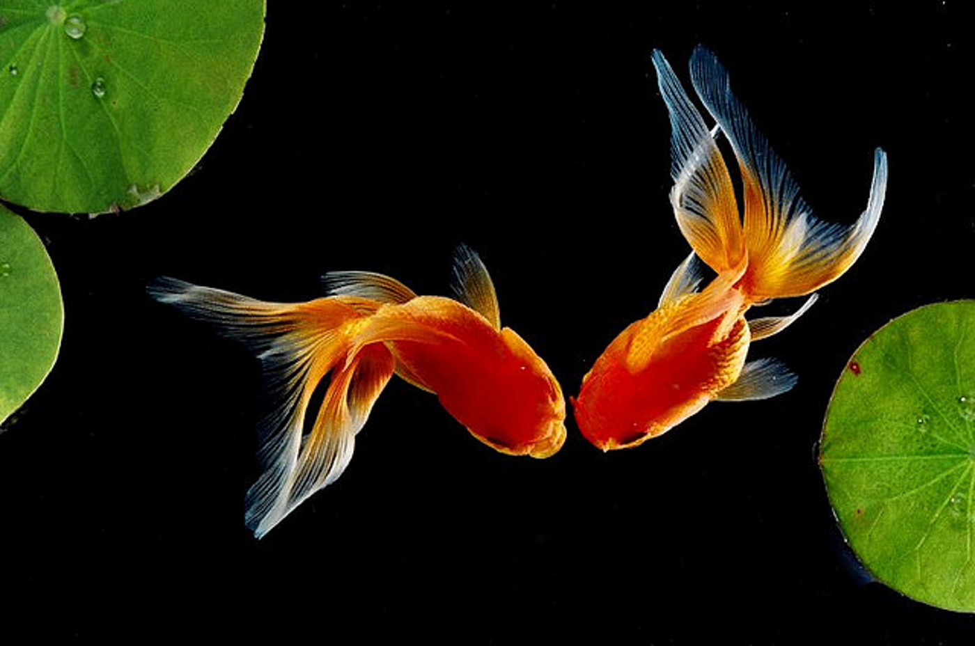 Random Goldfish HD Widescreen Wallpaper