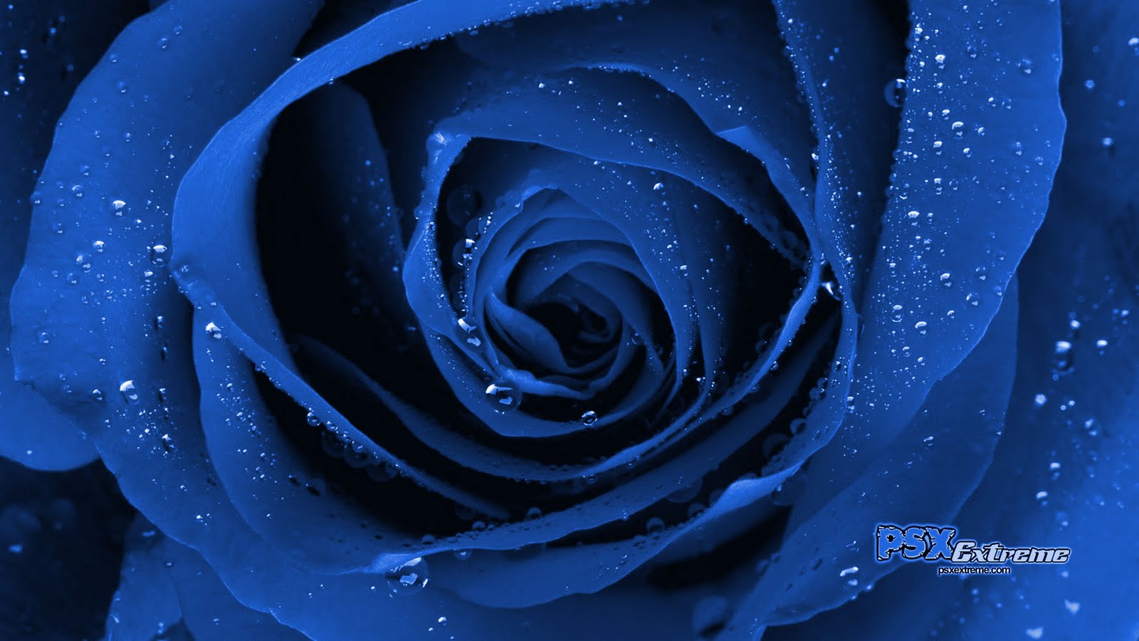 Rose Wallpaper Blue HD